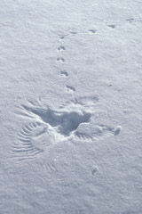 Tom Murphy  -  Wing Prints and Mouse Tracks in Snow-Vertical / Color Pigment Print  -  Available in multiple sizes