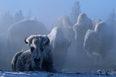 Tom Murphy  -  Bison at 35 Below Zero / Color Pigment Print  -  Available in multiple sizes