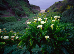 Rex Naden  -  Calla Lilies, 2002 /   -  Available in Multiple Sizes