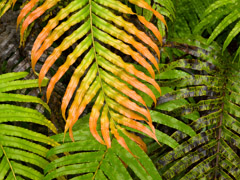 Rex Naden  -  Multicolored Ferns, 2008 /   -  Available in Multiple Sizes