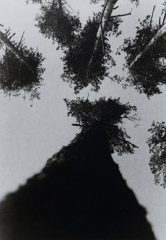Alexander Rodchenko  -  Pine Trees, Pushkino, 1927 / Silver Gelatin Print  -  10x6.5