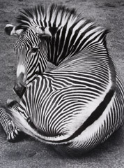Wolf Suschitzky  -  Grevys Zebra, Amsterdam, 1992 / Silver Gelatin Print  -  16 x 12
