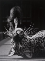 Wolf Suschitzky  -  Leopard Cub, London Zoo, 1953 / Silver Gelatin Print  -  16 x 12