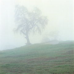 Al Weber  -  Tree in Fog, Henry Coe Park, 1983 / Chromogenic Print  -  13.75 x 13.75