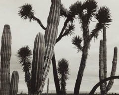 Brett Weston  -  Untitled, (cactus) / Silver Gelatin Print  -  7.5 x 9.5