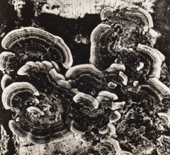 Brett Weston  -  Lichen, 1970 / Silver Gelatin Print  -  10.5 x 11.5