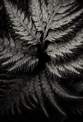 Cara Weston  -  Fern, Hawaii 2012 / Pigment Print  -  Available in Multiple Sizes