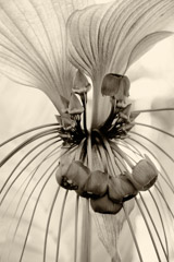 Cara Weston  -  Flower, Hawaii 2012 / Pigment Print  -  Available in Multiple Sizes