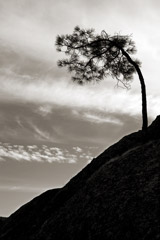 Cara Weston  -  Lone Tree and Clouds / Pigment Print  -  Available in Multiple Sizes