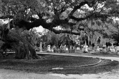 Tim Barnwell  -  2321, Large oak tee & grave stones, Magnolia Cemetery, Charleston, SC /   -  