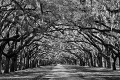 Tim Barnwell  -  2417, Tree lined approach road, Wormsloe Historic Site/Plantation /   -  