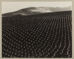 Edward Weston  -  Tomato Field, 1937 / Silver Gelatin Print  -  7.625 x 9.5