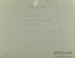 Edward Weston  -  Tomato Field, 1937 (back) /   -  