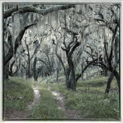 Diane Kirkland  -  Forest Road / Pigment Print  -  Available in Multiple Sizes