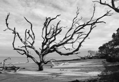 Tim Barnwell  -  Driftwood, Georgia Coast, 2009 / Pigment Print  -  available in multiple sizes