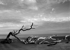 Tim Barnwell  -  Driftwood, Georgia Coast, 2009 / Pigment Print  -  available in multiple sizes
