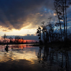 Diane Kirkland  -  Okefenokee, GA / Pigment Print  -  Available in Multiple Sizes