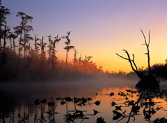 Diane Kirkland  -  Okefenokee / Pigment Print  -  Available in Multiple Sizes