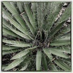 Diane Kirkland  -  Cactus / Pigment Print  -  Available in Multiple Sizes