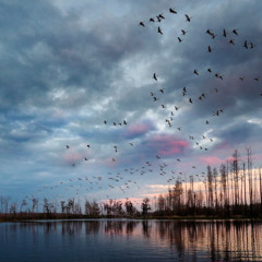 Diane Kirkland  -  Okefenokee, GA / Pigment Print  -  Available in Multiple Sizes