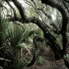 Diane Kirkland  -  Live Oak #2 / Pigment Print  -  Available in Multiple Sizes