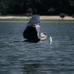 Diane Kirkland  -  Heron / Pigment Print  -  Available in Multiple Sizes