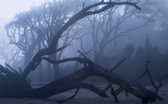 Diane Kirkland  -  Beach Fog, Jekyll Island, GA / Pigment Print  -  Available in Multiple Sizes