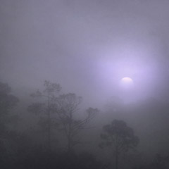 Diane Kirkland  -  Trees in Fog, Jekyll Island, GA / Pigment Print  -  Available in Multiple Sizes