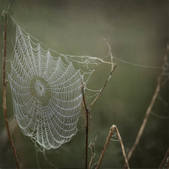 Diane Kirkland  -  Spider Web, Jekyll Island GA / Pigment Print  -  Available in Multiple Sizes