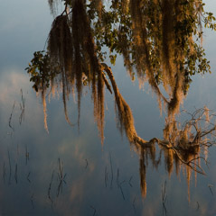 Diane Kirkland  -  Spanish Moss / Pigment Print  -  Available in Multiple Sizes