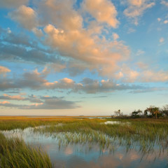 Diane Kirkland  -  Morning Marsh, Ossabaw Island, GA / Pigment Print  -  Available in Multiple Sizes