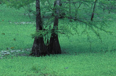 Peter Essick  -  Altamaha River, Georgia, 1998 / Pigment Print  -  available in multiple sizes