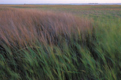 Peter Essick  -  Altamaha River, Georgia, 1998 / Pigment Print  -  available in multiple sizes