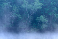 Peter Essick  -  Altamaha River, Georgia, 1998 / Pigment Print  -  available in multiple sizes