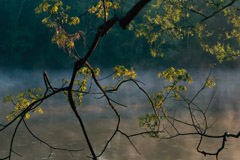 Peter Essick  -  Altamaha River, Georgia, 1998 / Pigment Print  -  available in multiple sizes