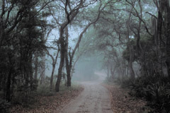 Peter Essick  -  Altamaha River, Georgia, 1998 / Pigment Print  -  available in multiple sizes