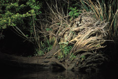 Peter Essick  -  Altamaha River, Georgia, 1998 / Pigment Print  -  available in multiple sizes