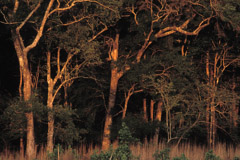 Peter Essick  -  Altamaha River, Georgia, 1998 / Pigment Print  -  available in multiple sizes