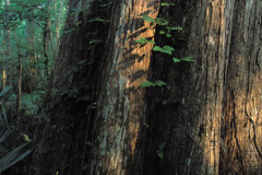 Peter Essick  -  Altamaha River, Georgia, 1998 / Pigment Print  -  available in multiple sizes