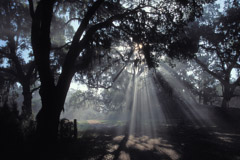 Peter Essick  -  Altamaha River, Georgia, 1998 / Pigment Print  -  available in multiple sizes