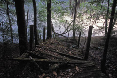 Peter Essick  -  Altamaha River, Georgia, 1998 / Pigment Print  -  available in multiple sizes