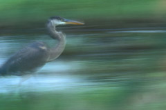 Peter Essick  -  Altamaha River, Georgia, 1998 / Pigment Print  -  available in multiple sizes