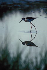 Peter Essick  -  Altamaha River, Georgia, 1998 / Pigment Print  -  available in multiple sizes