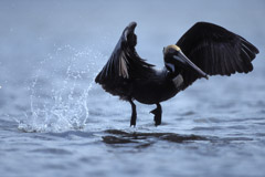 Peter Essick  -  Altamaha River, Georgia, 1998 / Pigment Print  -  available in multiple sizes