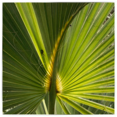 Diane Kirkland  -  Palmetto / Pigment Print  -  Available in Multiple Sizes