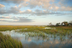 Diane Kirkland  -  Morning Marsh, Ossabaw Island, GA / Pigment Print  -  Available in Multiple Sizes