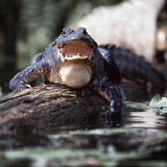 Diane Kirkland  -  Gator / Pigment Print  -  Available in Multiple Sizes