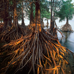 Diane Kirkland  -  Cypress Trees / Pigment Print  -  Available in Multiple Sizes