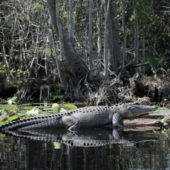 Diane Kirkland  -  Alligator, Okefenokee, GA / Pigment Print  -  Available in Multiple Sizes