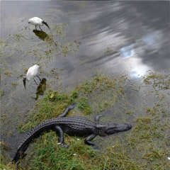 Diane Kirkland  -  Gator & Wood Storks / Pigment Print  -  Available in Multiple Sizes